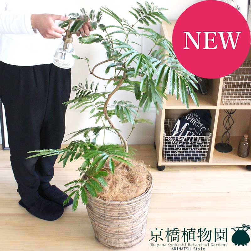 【SSクーポン券あり】合歓の木/エバーフレッシュ 8号 提げ篭鉢取りまかなう（赤銅色）付き添い人【真っただ中大いさ】