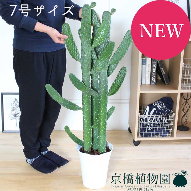 植物 置物 墨烏帽子 スミエボシ バンザイウチワサボテン 観葉植物 花 観葉植物 おしゃれ インテリア モダン 新築祝い 開店祝い 引越し祝い 転居祝い 楽天 人気 観葉植物 お祝い 通販 鉢植え育てやすい 観葉 大型 ギフト プレゼント おかいものマラソン限定クーポン