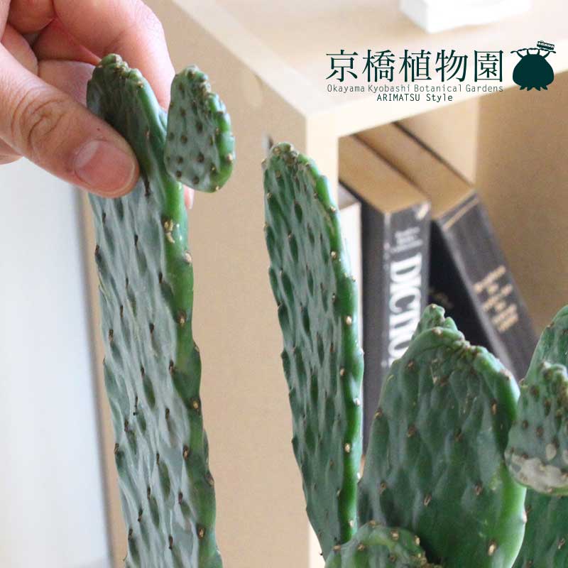 観葉植物 観葉植物 置物 モダン インテリア 花 観葉植物 引越し祝い 植物 開店祝い 人気 おしゃれ 転居祝い 新築祝い お祝い 楽天 通販 鉢植え育てやすい 観葉 大型 ギフト プレゼント おかいものマラソン限定クーポンあり 墨烏帽子 スミエボシ バンザイウチワ 観葉植物 観葉植物 置物 モダン インテリア 花 観葉植物 引越し祝い 植物 開店祝い 人気 おしゃれ 転居祝い 新築祝い お祝い 楽天 通販 鉢植え育てやすい 観葉 大型 ギフト プレゼント おかいものマラソン限定クーポンあり 墨烏帽子 スミエボシ バンザイウチワ