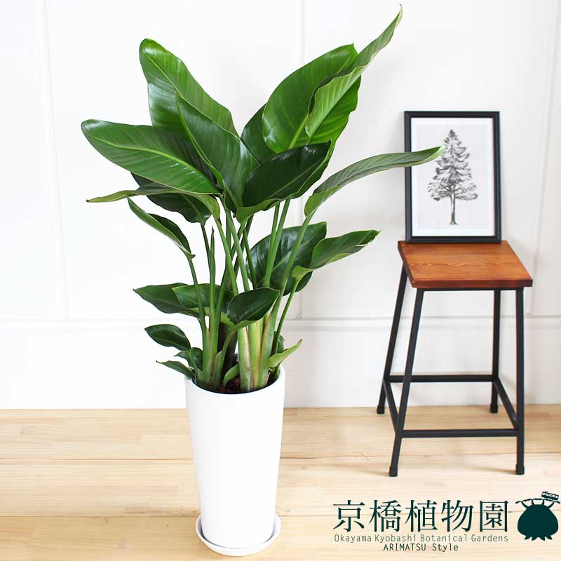 オーガスタ ストレリチア ニコライ 7号 陶器鉢 Doorswindowsstairs Co Uk