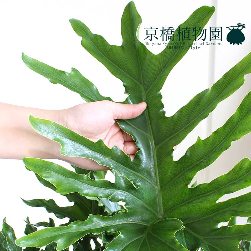 お祝い 置物 観葉植物 プレゼント 楽天 観葉 陶器鉢 開店祝い 花 観葉植物 おしゃれ モダン ギフト 7号 人気 植物 引越し祝い インテリア 鉢植え育てやすい 新築祝い 花のアリマツ支店 フィロデンドロン 大型 通販 観葉植物 セローム ホープ 転居祝い