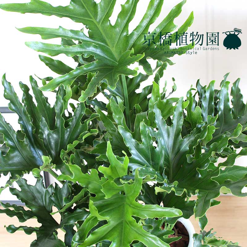 お祝い 置物 観葉植物 プレゼント 楽天 観葉 陶器鉢 開店祝い 花 観葉植物 おしゃれ モダン ギフト 7号 人気 植物 引越し祝い インテリア 鉢植え育てやすい 新築祝い 花のアリマツ支店 フィロデンドロン 大型 通販 観葉植物 セローム ホープ 転居祝い お祝い 置物 観葉植物 プレゼント 楽天 観葉 陶器鉢 開店祝い 花 観葉植物 おしゃれ モダン ギフト 7号 人気 植物 引越し祝い インテリア 鉢植え育てやすい 新築祝い 花のアリマツ支店 フィロデンドロン 大型 通販 観葉植物 セローム ホープ 転居祝い