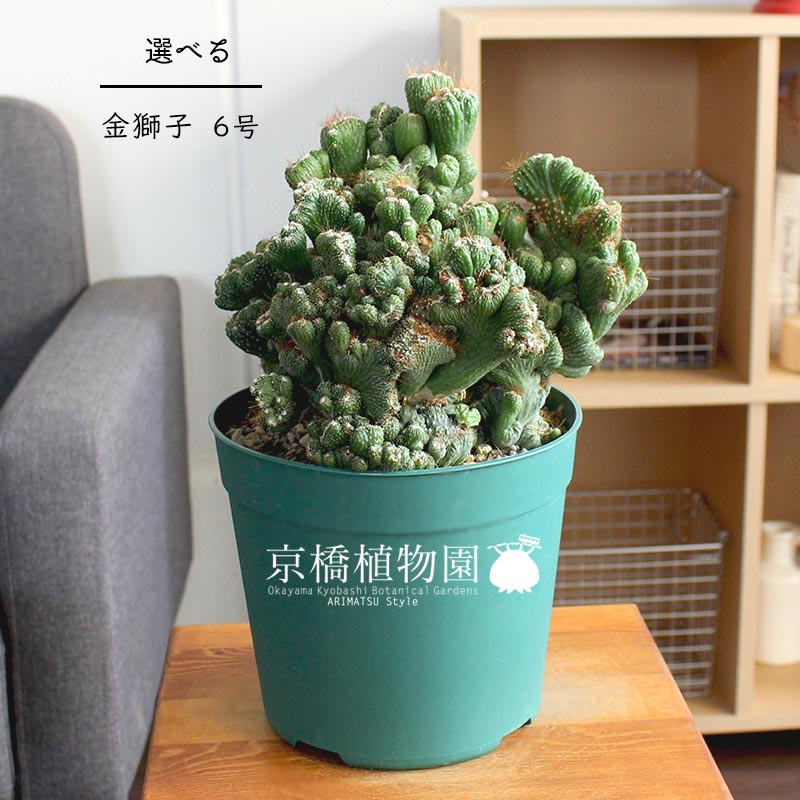 楽天市場 現品 サボテン 金獅子 キンジシ 6号 サボテン 選べる観葉植物 インテリア おしゃれ 人気 楽天 通販 ギフト プレゼント 花のアリマツ楽天市場支店