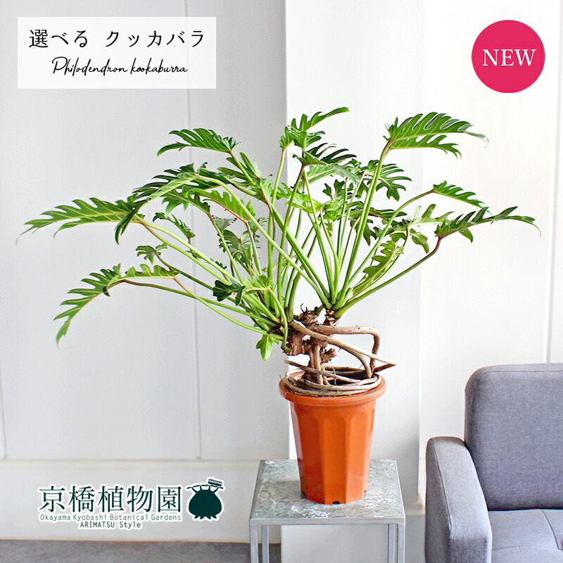 大株 フィロデンドロン ジャイアントザナドゥ クッカバラ 幹上がり 幹立ち 大株 フィロデンドロン ジャイアントザナドゥ クッカバラ 幹