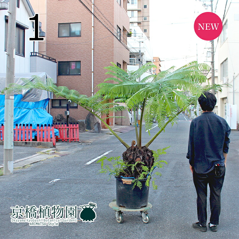 【SS引き換え証あり】【現品】リュウビンタイ/歯朶（羊歯） 差しわたし約50珊鉢（1）【観葉草木/室内装飾/今めかしい/自然的/鉢植え/差し上げ物//通信販売/特大大きさ/黒/黒いこと/滅多にない草木/寸法押さえる】