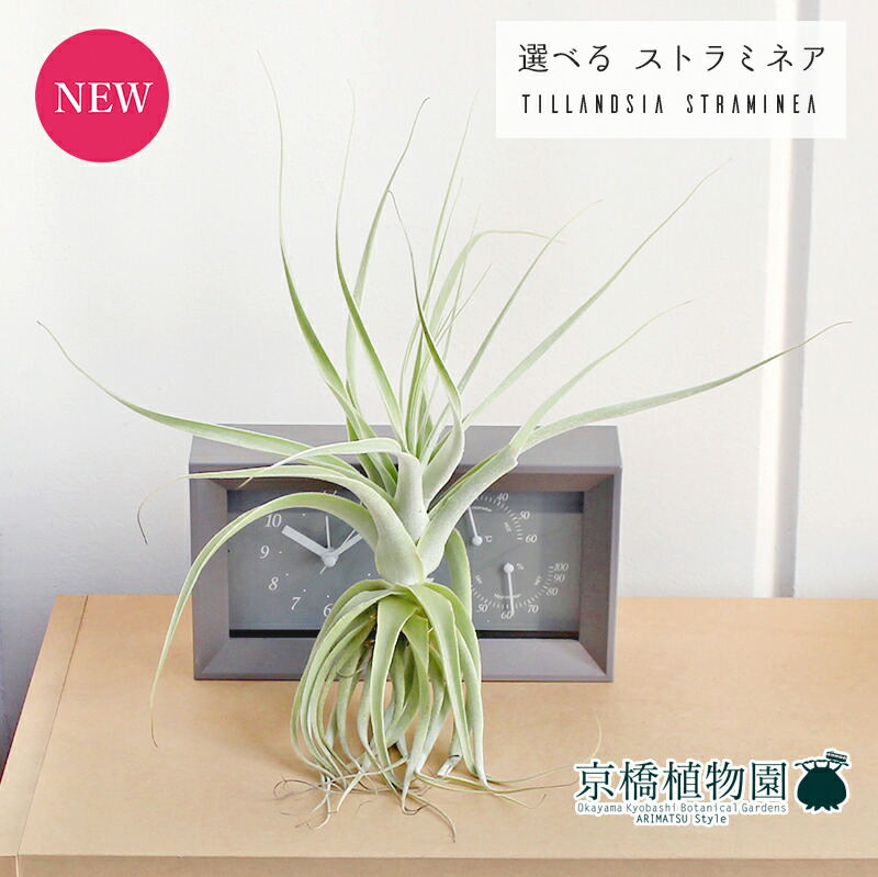 【現品】ファグラエア・ベルテロアナ　曲がり　7号　茶鉢　（2） 楽天市場】【現品】ファグラエア・ベルテロアナ 曲がり 7号 茶鉢