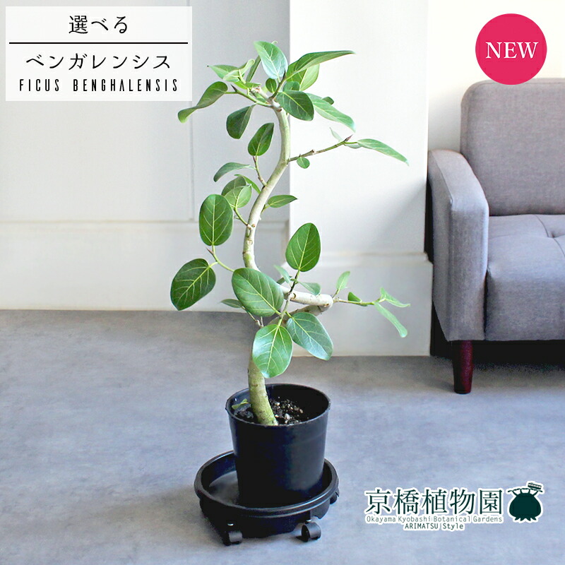 人気商品ランキング 楽天市場】【現品】フィカス・ベンガレンシス 5号 曲がり フィカス
