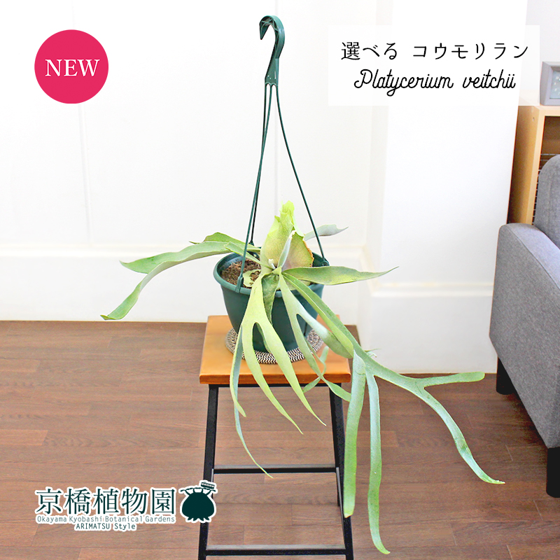 特大 ビカクシダ ベイチー ビーチー 8号 吊り鉢 楽天市場】おしゃれ 観葉植物：ビカクシダ コウモリラン