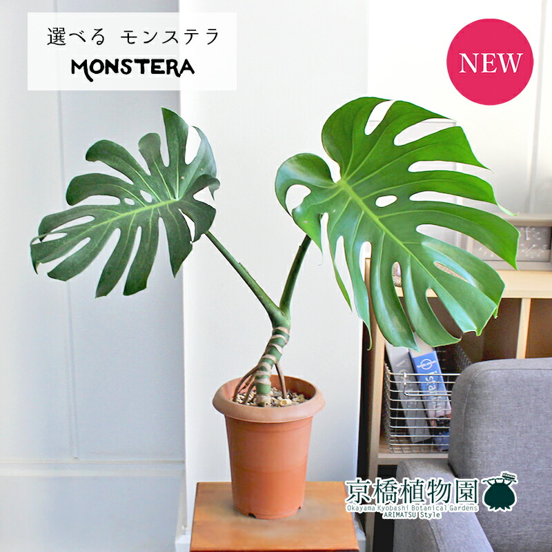 現品 モンステラ 幹立ち 6号 1 5 選べる観葉植物 観葉植物 引越し祝い 開店祝い 新築祝い 転居祝い お祝い 育てやすい ギフト プレゼント Giosenglish Com