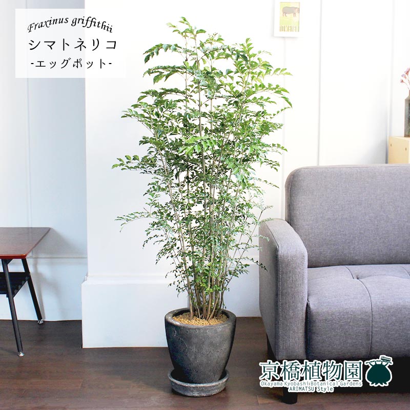 此の程p5倍増し エッグポット 薄墨色 シマトネリコ 受け皿附 ぷっくりたまご歯型の丼鉢 Marchesoni Com Br