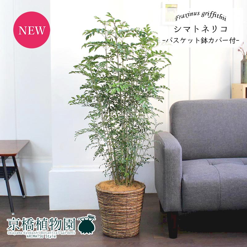 おしゃれ 植物 鉢植え観葉 インテリア 観葉植物 新築祝い 転居祝い プレゼント 花 ガーデン Diy 引越し祝い 引越し祝い 置物 人気 楽天 通販 開店祝い お祝い 鉢植え育てやすい ギフト プレゼント シマトネリコ 7号 バスケット鉢カバー付き ブラウン 植物