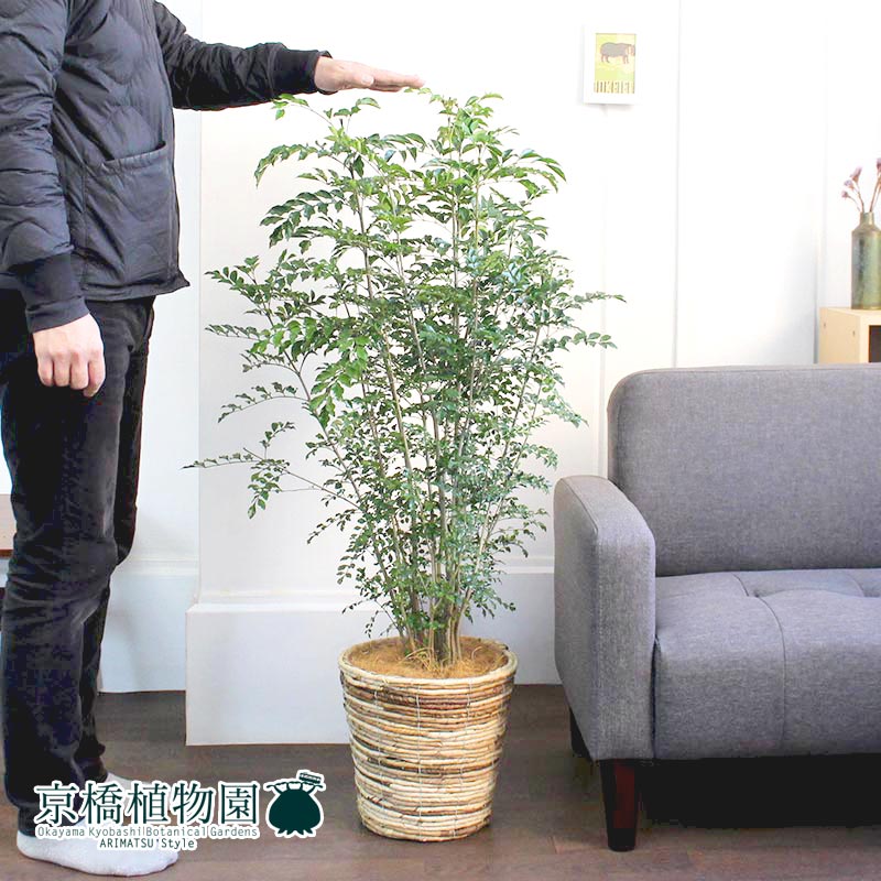 7号 インテリア バスケット鉢カバー付き ミックス 人気 植物 シマトネリコ バスケット鉢カバー付き ミックス インテリアグリーン 開店祝い 新築祝い ギフト お祝い 通販 おしゃれ 引越し祝い 楽天 鉢植え観葉 ギフト プレゼント 花のアリマツ支店 観葉 7号 インテリア バスケット鉢カバー付き ミックス 人気 植物 シマトネリコ バスケット鉢カバー付き ミックス インテリアグリーン 開店祝い 新築祝い ギフト お祝い 通販 おしゃれ 引越し祝い 楽天 鉢植え観葉 ギフト プレゼント 花のアリマツ支店 観葉