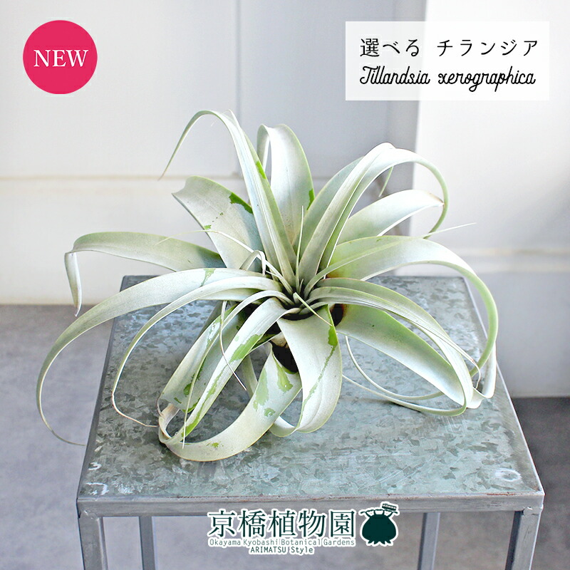 楽天市場】【送料無料】チランジアの王様♪エアープランツ