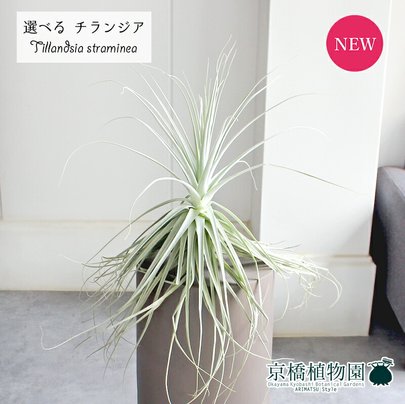 【現品】多頭　ストラミネア　チランジア　ティランジア　エアープランツ　クランプ 楽天市場】チランジア ストラミネア M size (エアープランツ