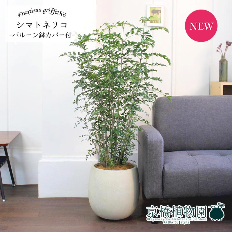 本日p5倍 シマトネリコ 7号 バルーン鉢カバー付き アンティークホワイト 植物 インテリア おしゃれ 人気 引越し祝い 開店祝い 新築祝い お祝い 楽天 通販 鉢植え観葉 ギフト プレゼント Prescriptionpillsonline Is