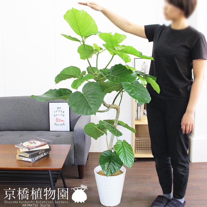 フィカス ウンベラータ 7号 曲がり 花 観葉植物 観葉植物 白セラアート鉢 元気いただきますプロジェクト 花のアリマツ支店 ハートリーフ 観葉植物 植物 置物 インテリア おしゃれ 人気 引越し祝い 開店祝い 新築祝い 転居祝い お祝い 楽天 通販 鉢植え育てやすい