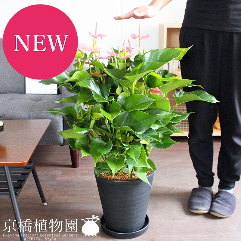 楽天市場】【現品・現物】【送料無料】アンスリウム・ジャングル