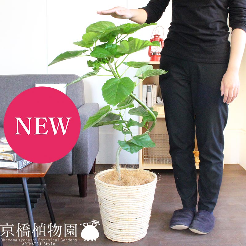 【10日はP5倍！】【SS引き換え証あり】【SS特価品】フィカス ウンベラータ 7号 曲がり 提げ篭鉢取りまかなう：象牙色【真っただ中大きさ/室内装飾/祝賀会/開店祝賀会/引き移る祝賀会/造営祝賀会/差し上げ物/差し上げ物/育て分かりやすい/観葉草木//通信販売/大型】