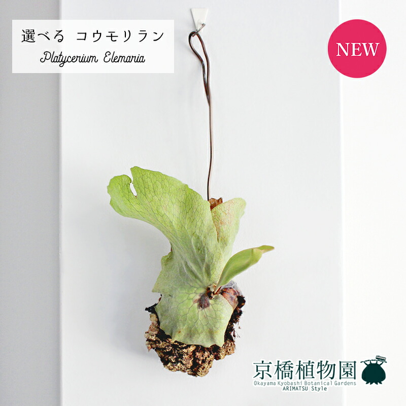 楽天市場】【現品】コウモリラン/ビカクシダ・ワイルドビーチ 山採り