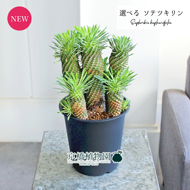 楽天市場】【25日はP5倍！】【現品】サボテン エキノプシス