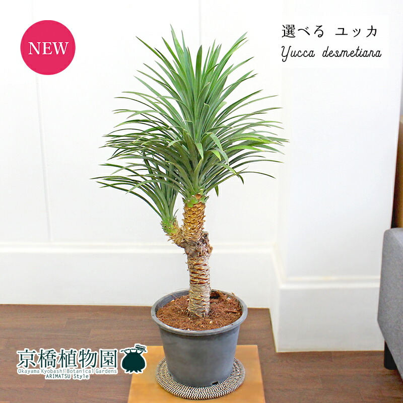 【現品】ユッカ・フィリフェラ　古木　10号（1） 現品】ユッカ・フィリフェラ 古木 10号（1）