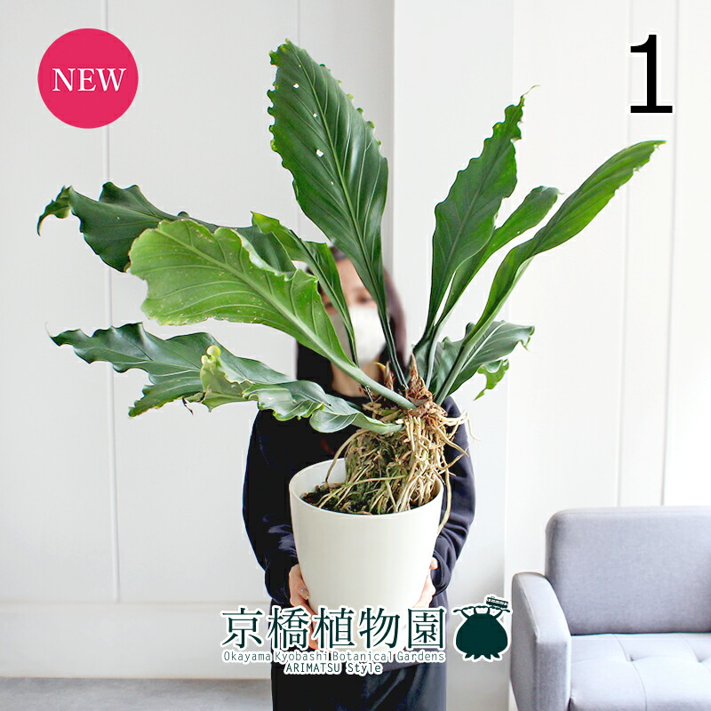 【マラソンクーポン有】【現品】アンスリウム・フーケリー　8号　白鉢（1）【観葉植物/インテリア/おしゃれ/ナチュラル/鉢植え/贈り物//通販/ミドルサイズ/ホワイト/シンプル/人気商品/再入荷】