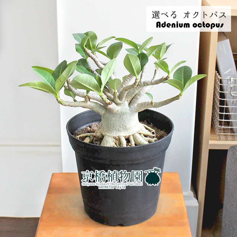 現品 アデニウム オクトパス 6号 選べる観葉植物 希少種 植物 インテリア おしゃれ 人気 引越し祝い 開店祝い 新築祝い お祝い 楽天 通販 鉢植え観葉 ギフト プレゼント Kanal9tv Com