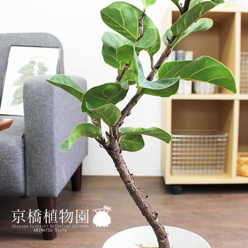 カシワバゴムノキ 元気ない