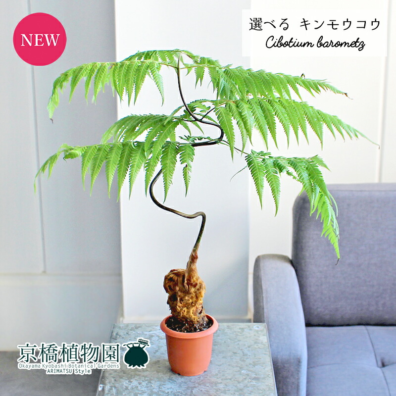 【現品】金毛狗（キンモウコウ）　3号　白角鉢　（2） 現品】金毛狗（キンモウコウ） 3号 白角鉢 （1） - メルカリ