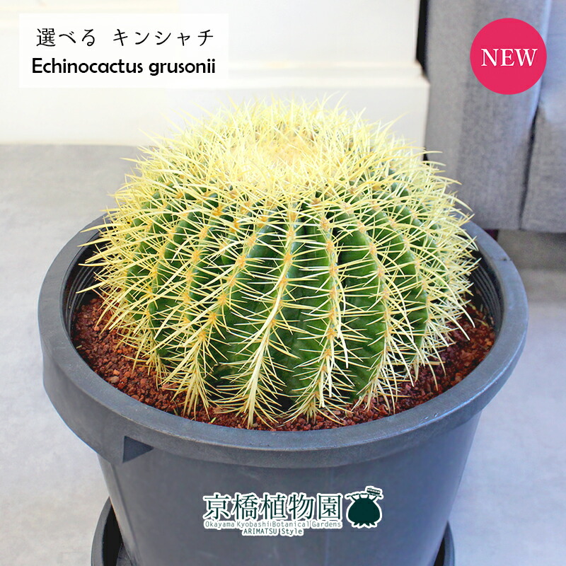 楽天市場】【1日はP7倍!】【現品】サボテン 金鯱(キンシャチ 楽天市場】【1日はP7倍!】【現品】サボテン 金鯱(キンシャチ