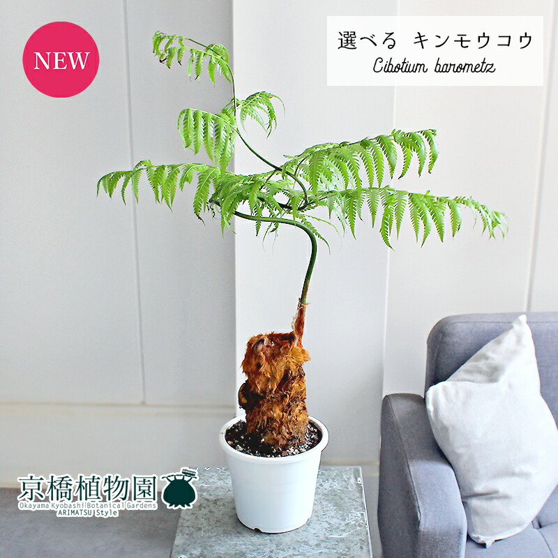 キンモウコウ 250624 楽天市場】おしゃれ 観葉植物 キンモウコウ:ゴールデンモンキー