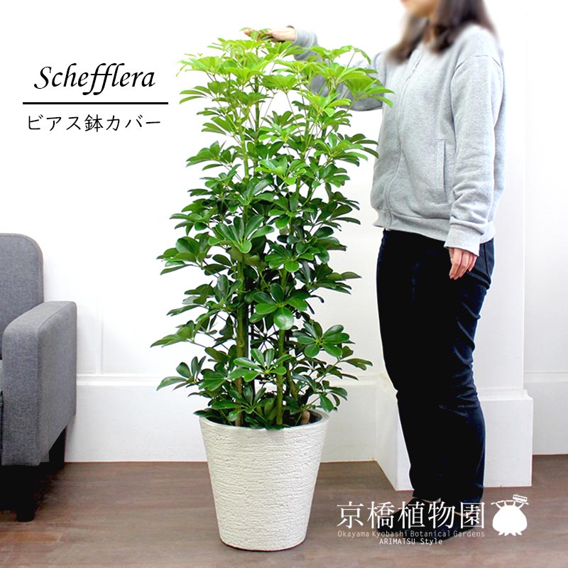 シェフレラ グリーン 8号 フラワーアレンジ ビアス鉢カバー お祝い ホワイト 植物 観葉 植物 インテリア おしゃれ 人気 引越し祝い 開店祝い 新築祝い お祝い 楽天 通販 鉢植え観葉 ギフト プレゼント 花のアリマツ支店 観葉植物 植物 置物 モダン インテリア