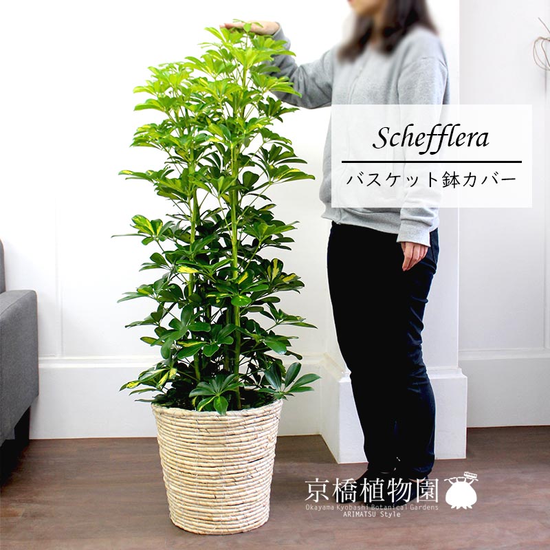 バスケット鉢カバー付き アイボリー ギフト シェフレラ 斑入り 8号 植物 開店祝い 人気 新築祝い 植物 引越し祝い インテリア 楽天 結婚祝い おしゃれ 鉢植え観葉 お祝い 通販 ギフト プレゼント 花のアリマツ支店 観葉植物 植物 置物 モダン インテリア バスケット鉢カバー付き アイボリー ギフト シェフレラ 斑入り 8号 植物 開店祝い 人気 新築祝い 植物 引越し祝い インテリア 楽天 結婚祝い おしゃれ 鉢植え観葉 お祝い 通販 ギフト プレゼント 花のアリマツ支店 観葉植物 植物 置物 モダン インテリア