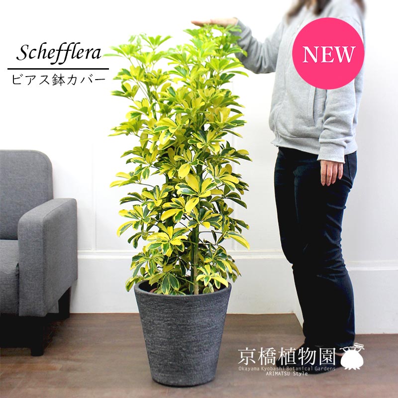 置物 植物 おしゃれ 人気 インテリア プレゼント 花 ガーデン Diy モダン おしゃれ 引越し祝い 転居祝い 新築祝い インテリア 観葉植物 楽天 開店祝い お祝い 通販 鉢植え育てやすい 観葉 大型 ギフト プレゼント シェフレラ ハッピーイエロー 8号 ビアス鉢カバー