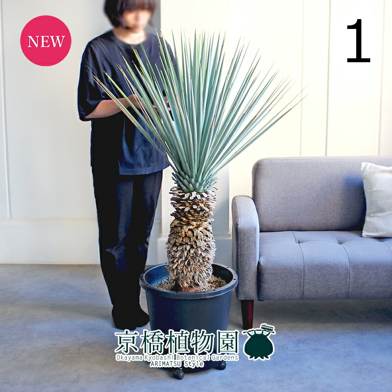 楽天市場】【ユッカ リギダ】ユッカ/30cm〜観葉植物 大型 耐寒性