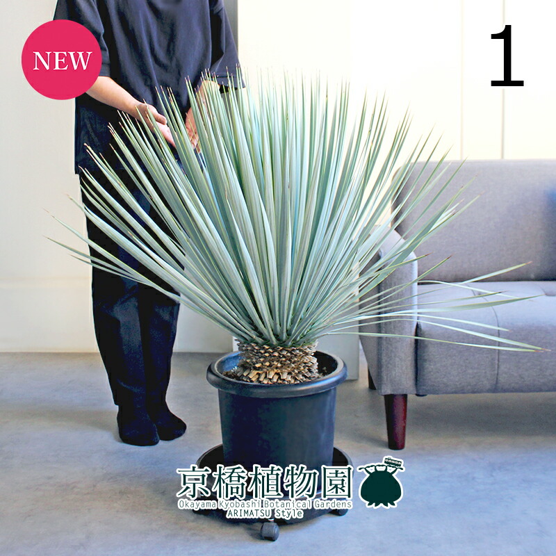 楽天市場】【現品】【マルデヌベス ロストラータver】ユッカ