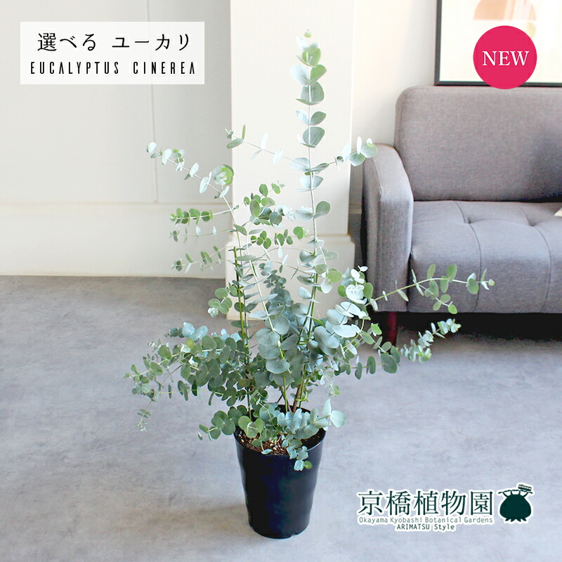 楽天市場】【マラソンクーポン有】【現品】ユーカリ・グニー 7号 楽天市場】【マラソンクーポン有】【現品】ユーカリ・グニー 7号