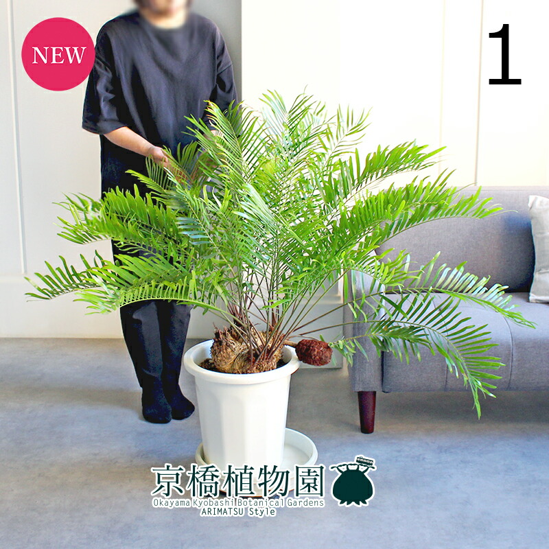 楽天市場】【観葉植物】 ザミア フロリダーナ 8号 大型大株 分岐