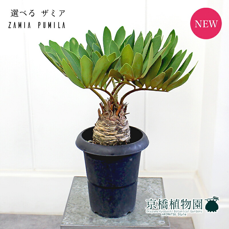 楽天市場】【観葉植物】 ザミア フロリダーナ 8号 大型大株 分岐