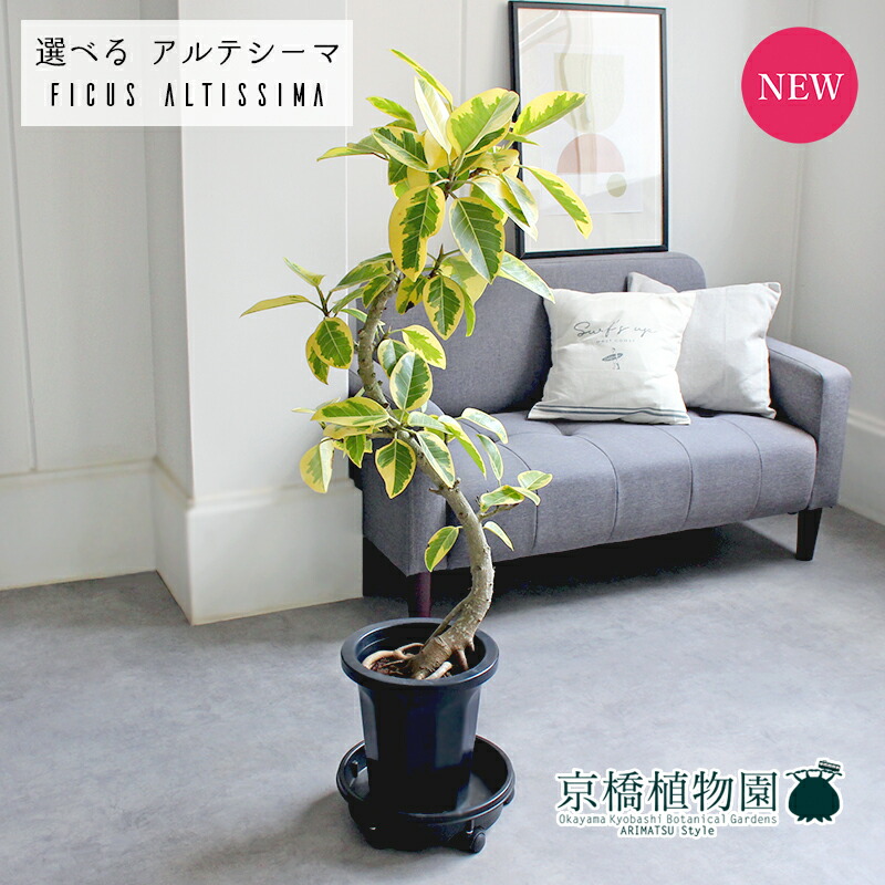 楽天市場】【観葉植物】フィカス アルテシマ 曲がり 8号