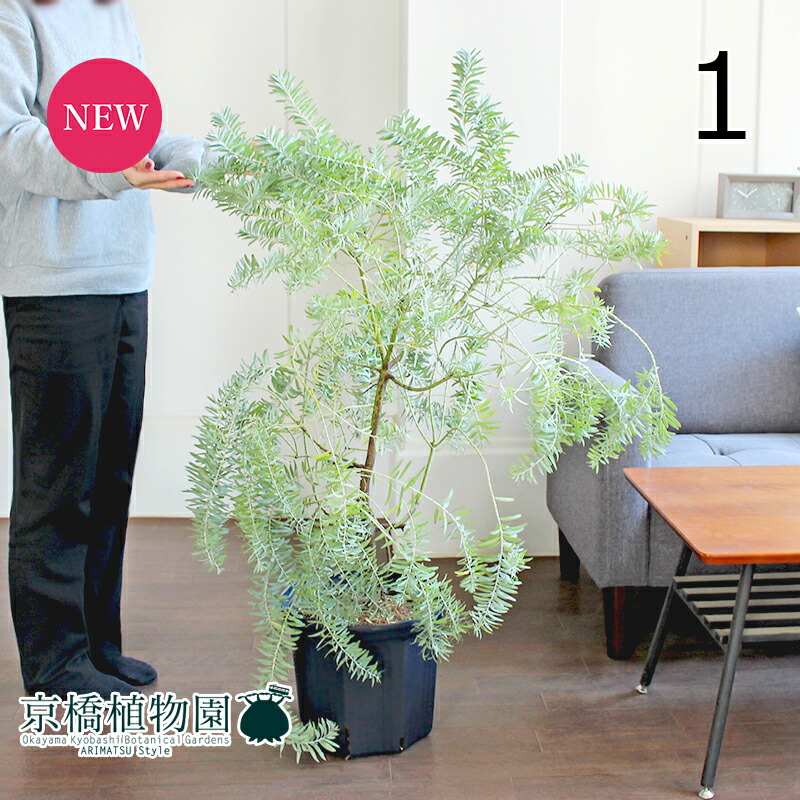 楽天市場】【現品発送】アカシア ブルーブッシュ 苗木 12号フレグラー