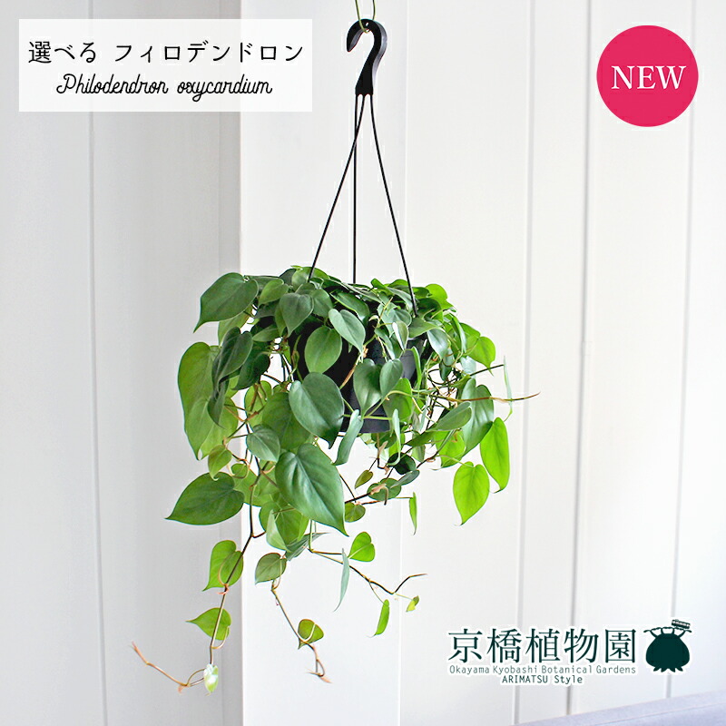 楽天市場】フィロデンドロン・オキシカルジウム（タワー仕立て・10号