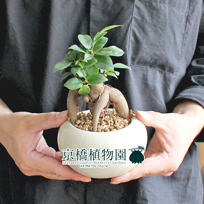 現品 ガジュマル デュランsサイズ 陶器鉢 観葉植物 インテリア おしゃれ 人気 引越し祝い 開店祝い 新築祝い お祝い 楽天 通販 観葉 ギフト プレゼント Giosenglish Com