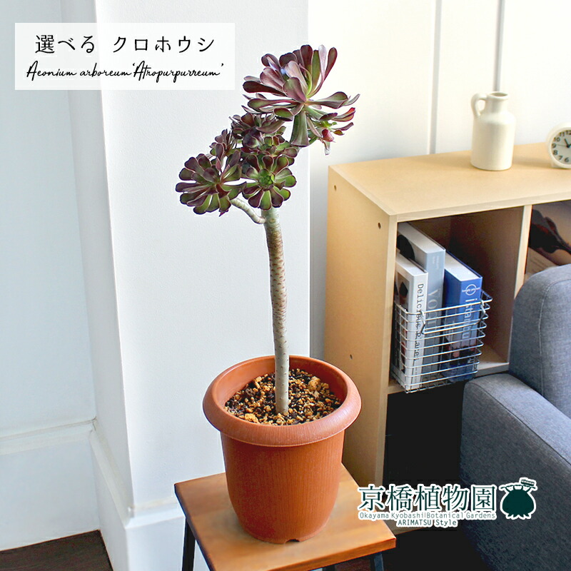 現品 黒法師 クロホウシ 7号 1 4 選べる観葉植物 観葉植物 インテリア おしゃれ 人気 楽天 通販 ギフト プレゼント Loeschenart Com