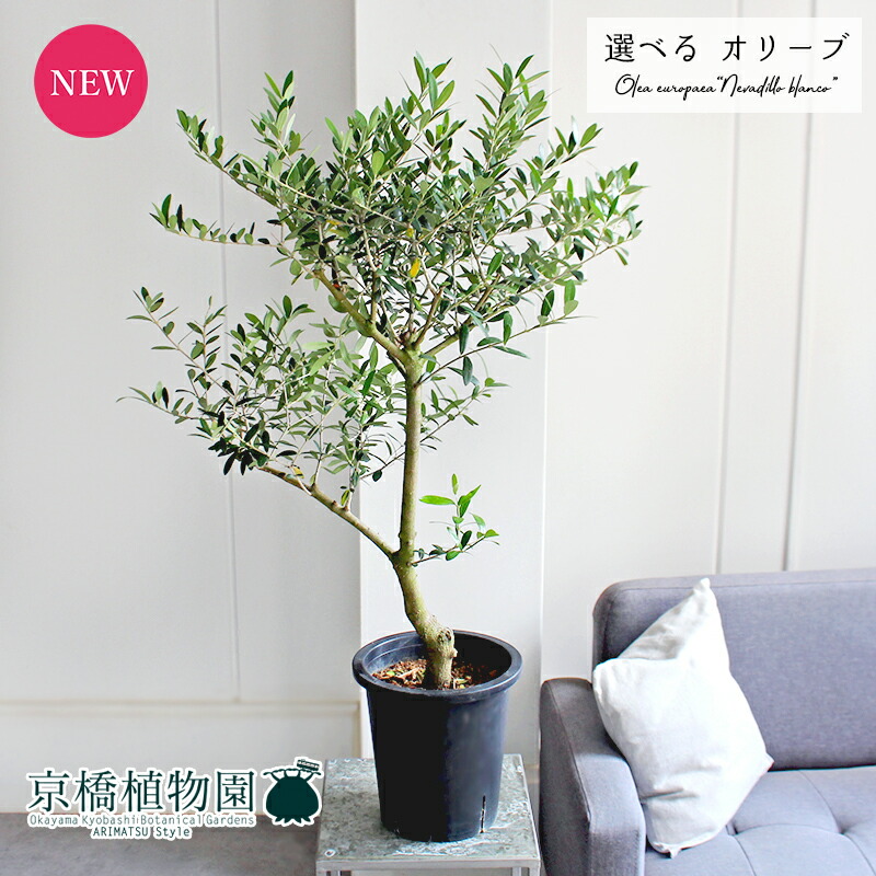 楽天市場】【選べる現品】オリーブの木 苗木 ネバディロブランコ 樹高