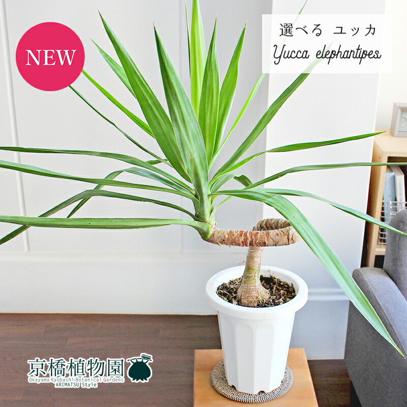 楽天市場】【マラソンクーポン有】【現品】ユッカ・フィリフェラ