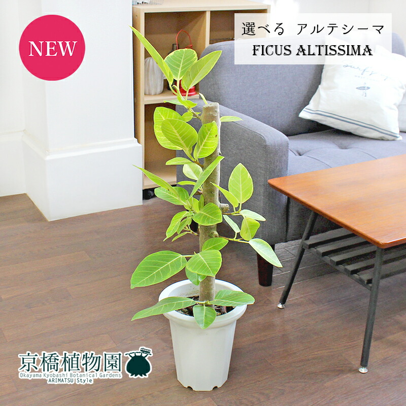 楽天市場】【現品】フィカス・アルテシーマ 7号 曲がり 茶鉢