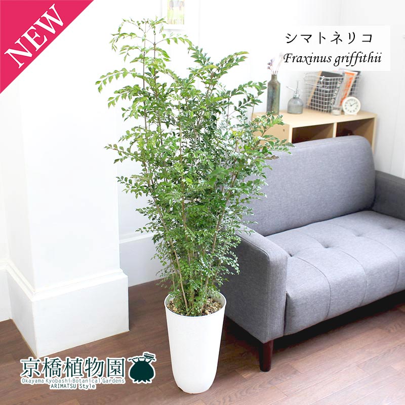 エ*ィ様 シマトネリコ　観葉植物　8号　約150センチ 観葉植物 シマトネリコ 8号 エコストーントールタイプ Light