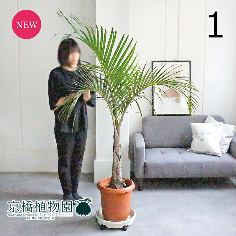 楽天市場】【15日はP5倍！】【現品】トックリヤシ/トックリ椰子