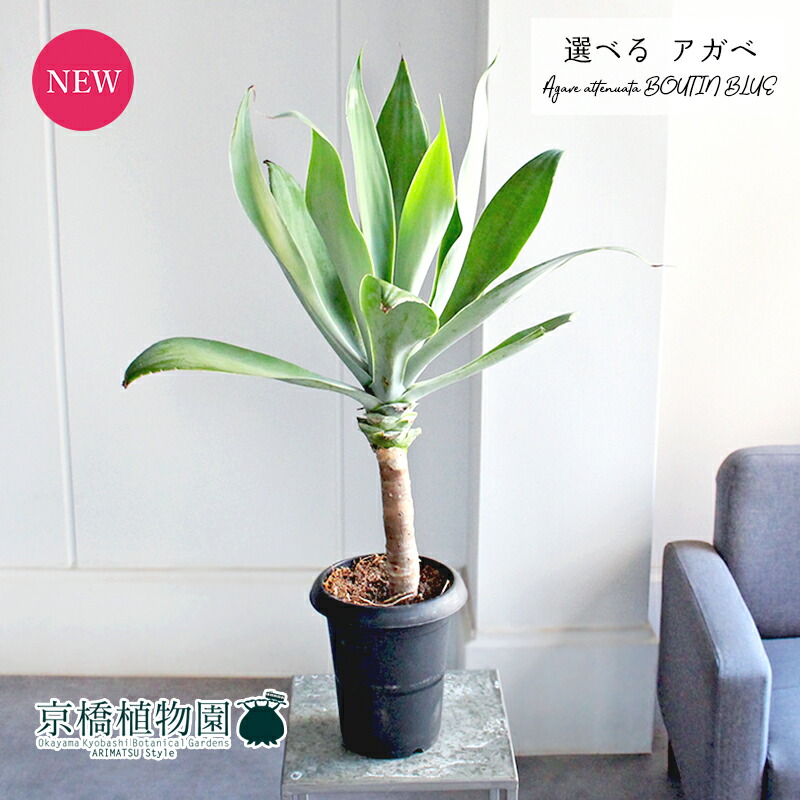 楽天市場】【20日はP5倍！】【マラソンクーポン有！】【現品】アガベ